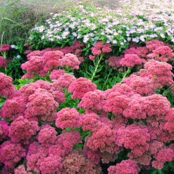 Autumn Fire Sedum 9 Autumn Fire Sedum -The Tree Center Store Autumn Fire Sedum 4 copy 600x600 1