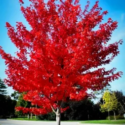 Autumn Flame Red Maple -The Tree Center Store Autumn Flame Red Maple 1 copy 1 jpg