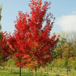 Autumn Flame Red Maple -The Tree Center Store Autumn Flame Red Maple 1 copy 600x600 1