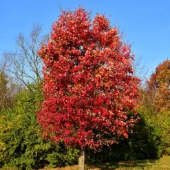 Autumn Flame Red Maple