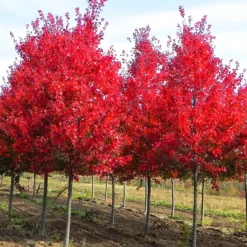 Autumn Flame Red Maple -The Tree Center Store Autumn Flame Red Maple 4 copy 600x600 1