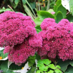 Autumn Joy Sedum -The Tree Center Store Autumn Joy Sedum 1 copy 600x600 1
