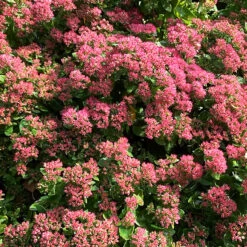 Autumn Joy Sedum -The Tree Center Store Autumn Joy Sedum 2 copy 600x600 1