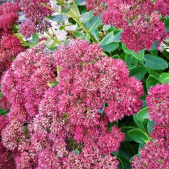 Autumn Joy Sedum
