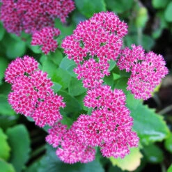 Autumn Joy Sedum -The Tree Center Store Autumn Joy Sedum 5 copy 600x600 1