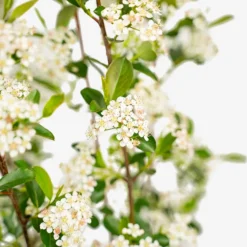 Autumn Magic Black Chokeberry -The Tree Center Store Autumn Magic Black Chokeberry 5G 02 copy 600x600 1