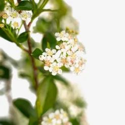 Autumn Magic Black Chokeberry