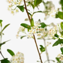 Autumn Magic Black Chokeberry -The Tree Center Store Autumn Magic Black Chokeberry 5G 05 copy 600x600 1