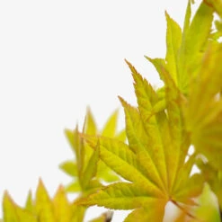 Autumn Moon Japanese Maple -The Tree Center Store Autumn Moon Japanese Maple 3G 03 600x600 1