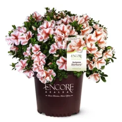 Autumn Starburst Encore Azalea -The Tree Center Store Autumn Starburst Encore Azalea 1 copy jpg webp