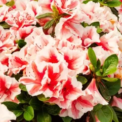 Autumn Starburst Encore Azalea