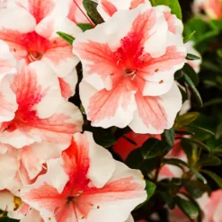 Autumn Starburst Encore Azalea -The Tree Center Store Autumn Starburst Encore Azalea 4 copy jpg