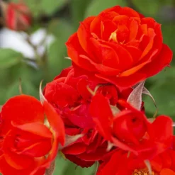 Autumn Sunblaze® Miniature Rose - Tree Form