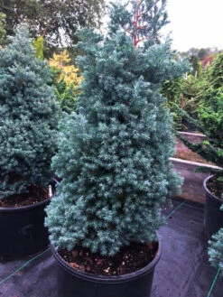 Baby Blue Sawara Cypress -The Tree Center Store Baby Blue Sawara Cypress 01 600x800 1