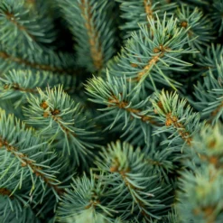 Baby Blue Spruce -The Tree Center Store Baby Blue Spruce 7G 05 600x600 1