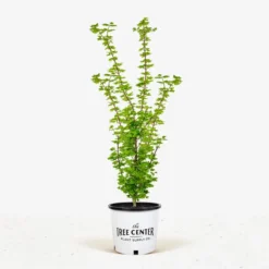 Baby Buttons Vine Maple -The Tree Center Store Baby Button Vine Maple jpg 600x600 1