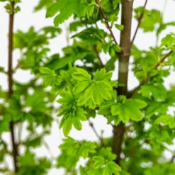 Baby Buttons Vine Maple -The Tree Center Store Baby Button Vine Maple 5G 02 copy 600x600 1