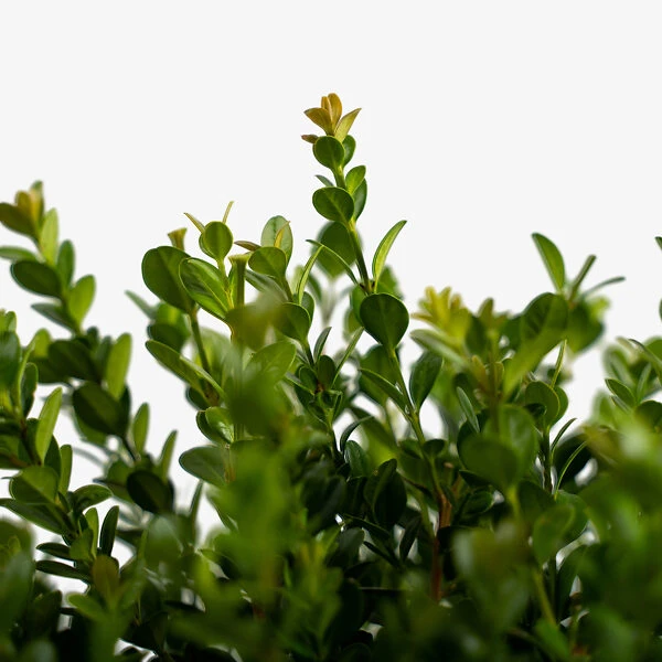 Baby Gem™ Boxwood 3 Baby Gem™ Boxwood - Image 3
