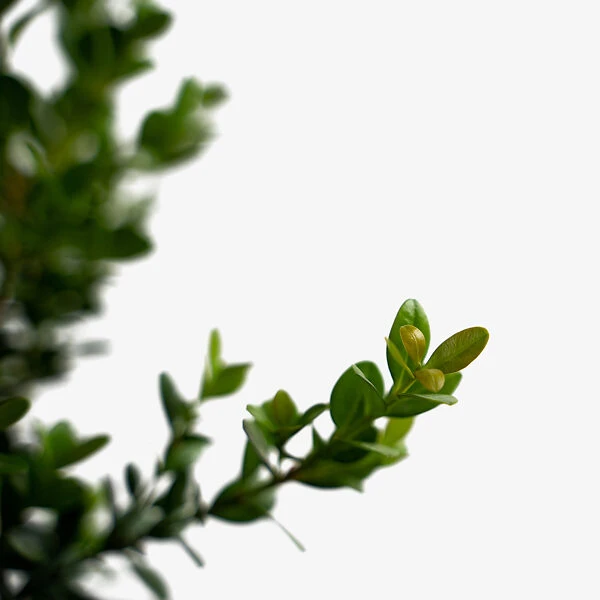 Baby Gem™ Boxwood 1 Baby Gem™ Boxwood