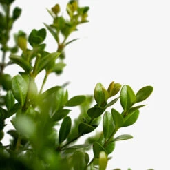 Baby Gem™ Boxwood 8 Baby Gem™ Boxwood -The Tree Center Store Baby Gem Boxwood 3G 05 600x600 1