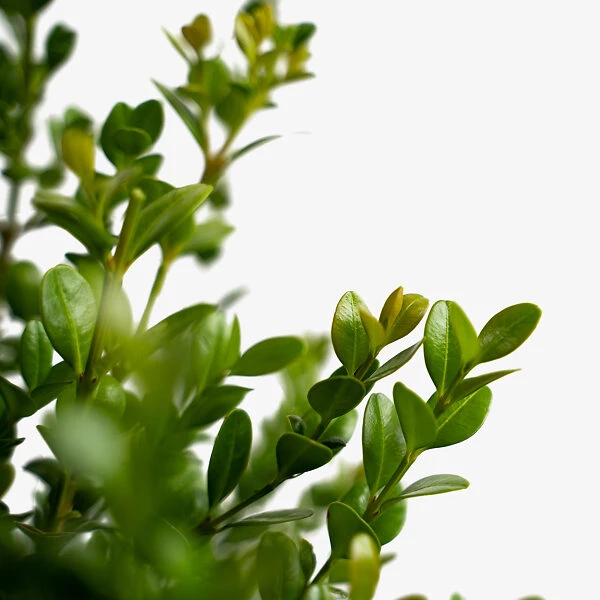 Baby Gem™ Boxwood 4 Baby Gem™ Boxwood - Image 4
