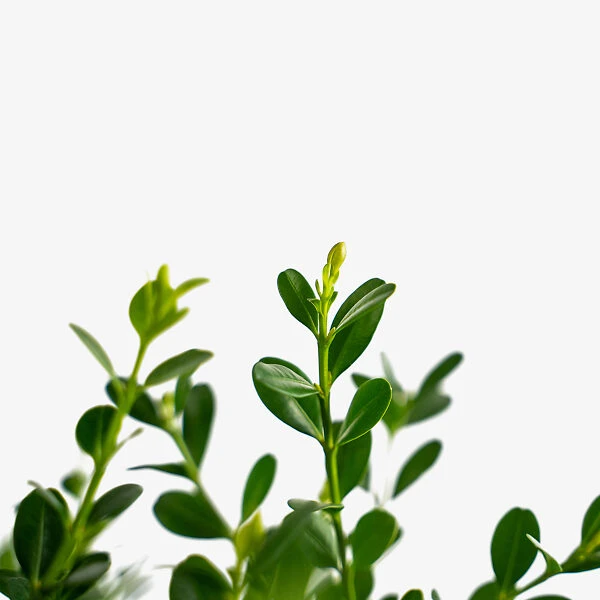 Baby Gem™ Boxwood 5 Baby Gem™ Boxwood - Image 5