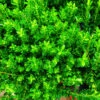 Baby Jade™ Japanese Boxwood