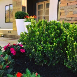 Baby Jade™ Japanese Boxwood -The Tree Center Store Baby Jade Boxwood 3 copy 600x600 1