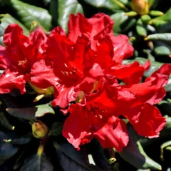 Baden Baden Rhododendron -The Tree Center Store Baden Baden Rhododendron 1 copy jpg