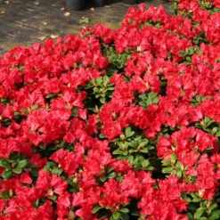 Baden Baden Rhododendron -The Tree Center Store Baden Baden Rhododendron 2 copy jpg