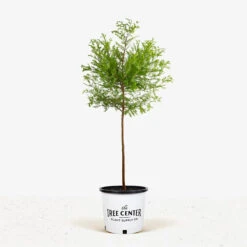Bald Cypress Tree 9 Bald Cypress Tree -The Tree Center Store Bald Cypress Tree 5G 01 600x600 1