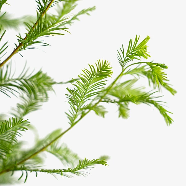 Bald Cypress Tree 2 Bald Cypress Tree - Image 2