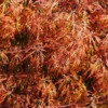 Baldsmith Japanese Maple