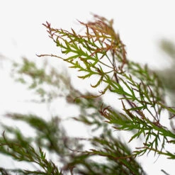 Baldsmith Japanese Maple -The Tree Center Store Baldsmith Japanese Maple 5G 02 600x600 1