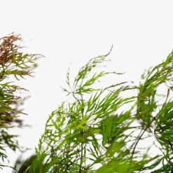 Baldsmith Japanese Maple -The Tree Center Store Baldsmith Japanese Maple 5G 05 600x600 1