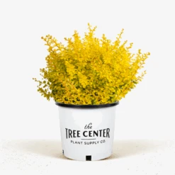 Barberry Aurea Nana -The Tree Center Store Barberry Aurea Nana 5G 01.1 1 600x600 1