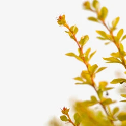 Barberry Aurea Nana -The Tree Center Store Barberry Aurea Nana 5G 04 copy 600x600 1