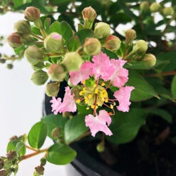 Bellini® Guava Crape Myrtle -The Tree Center Store Bellini Guava Crape Myrtle 3 copy 600x600 1