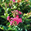 Bellini® Raspberry Crape Myrtle
