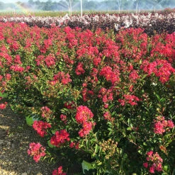 Bellini® Raspberry Crape Myrtle -The Tree Center Store Bellini Raspberry Crape Myrtle 3 copy 600x600 1