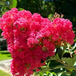 Bellini® Raspberry Crape Myrtle -The Tree Center Store Bellini Raspberry Crape Myrtle 4 copy 600x600 1
