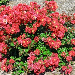 Bellini® Strawberry Crape Myrtle