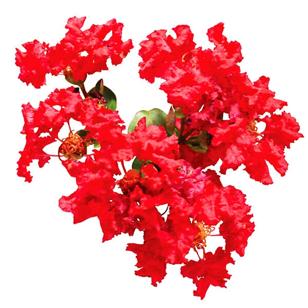 Bellini® Strawberry Crape Myrtle 3 Bellini® Strawberry Crape Myrtle - Image 3