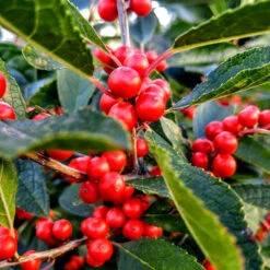 Berry Heavy Winterberry Holly 7 Berry Heavy Winterberry Holly -The Tree Center Store Berry Heavy Winter Berry Holly 01 600x600 1