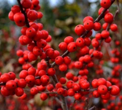Berry Heavy Winterberry Holly 8 Berry Heavy Winterberry Holly -The Tree Center Store Berry Heavy Winter Berry Holly 02 1 600x542 1
