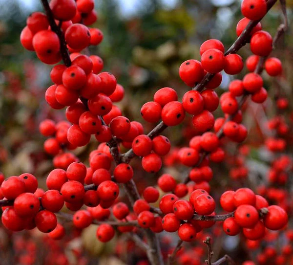 Berry Heavy Winterberry Holly 4 Berry Heavy Winterberry Holly - Image 4