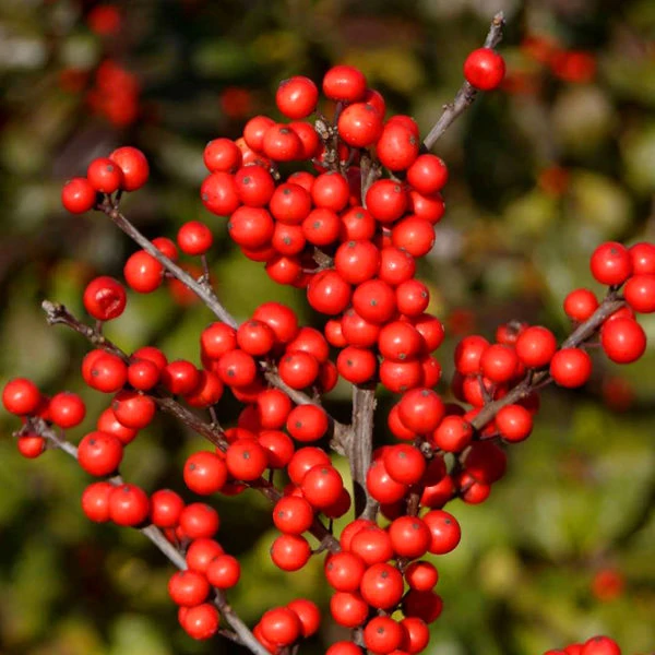 Berry Heavy Winterberry Holly 2 Berry Heavy Winterberry Holly - Image 2