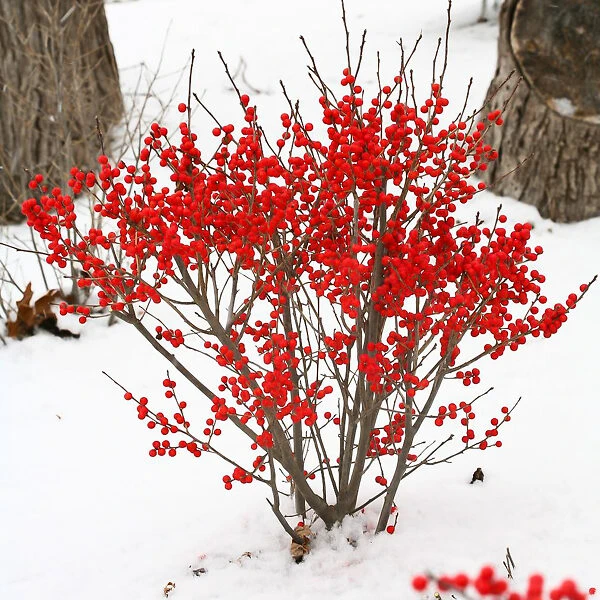Berry Poppins™ Winterberry Holly 1 Berry Poppins™ Winterberry Holly
