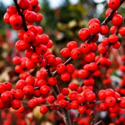 Berry Poppins™ Winterberry Holly 7 Berry Poppins™ Winterberry Holly -The Tree Center Store Berry Poppins Winterberry 2 copy 600x600 1