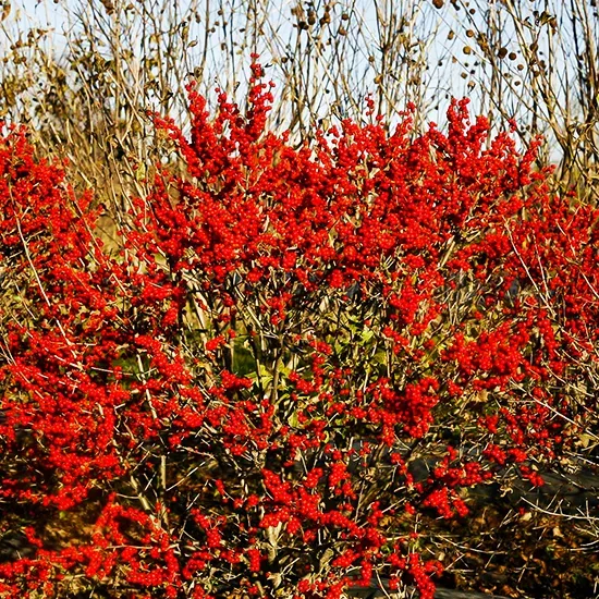 Berry Poppins™ Winterberry Holly 3 Berry Poppins™ Winterberry Holly - Image 3
